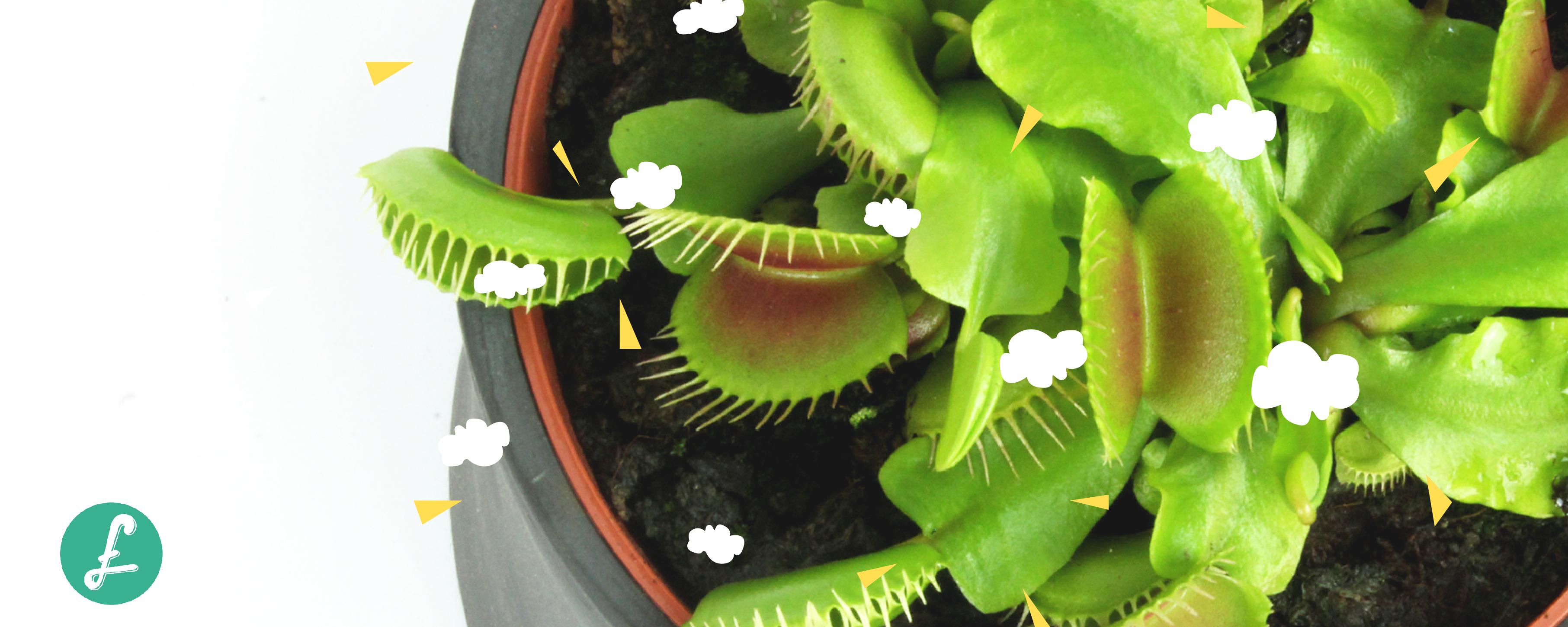 Dionaea Muscipola 